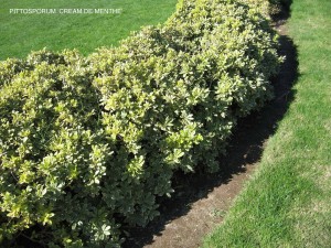 Pittosporum 'Cream De Menthe'